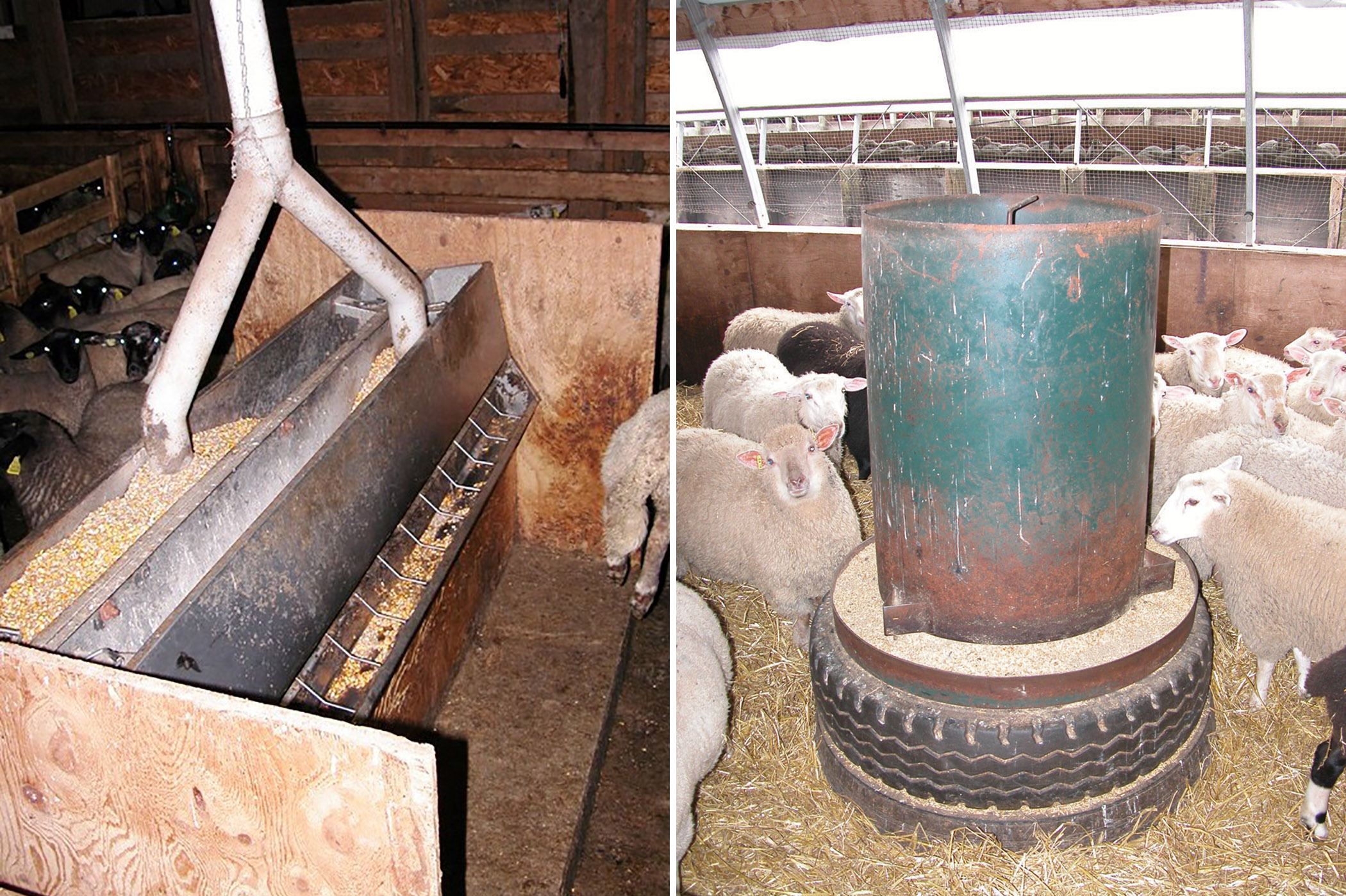 Figure 3a. Intérieur d’une bergerie où l’on voit deux rangées d’enclos. Un conduit de distribution surélevé est raccordé à des conduits de chute qui descendent dans chacun des enclos. Figure 3b. Photo d’une trémie ronde pour porcs relevée à l’aide d’un pneu pour que les moutons puissent se nourrir.