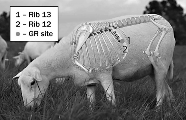 Profile view of an adult sheep with a digitally superimposed image of the sheep’s bones with a number one representing the location of rib 13, a number two representing rib 12, a solid grey dot showing the location of the GR site rib 12 and an arrow showing the distance of 11 cm between the GR site and the spine.