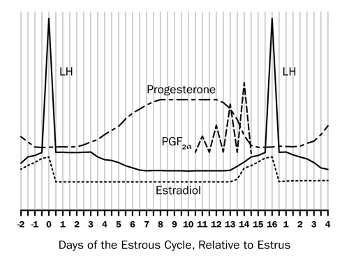 Graph illustrating days of estrous cycle, relative to estrus.