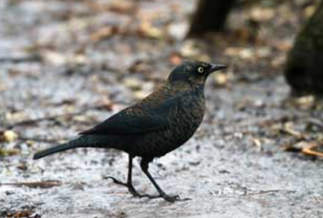 A photograph of a Rusty Blackbird
