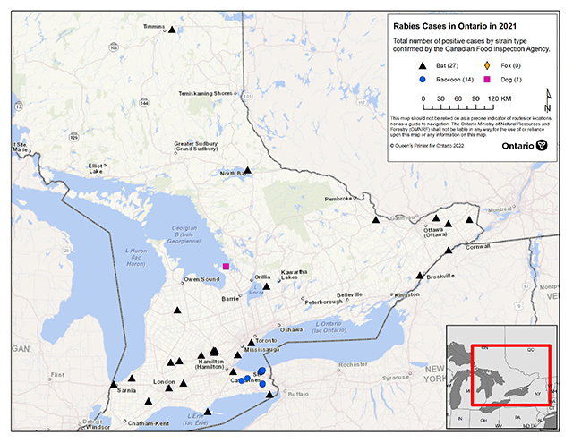 Map of rabies cases in Ontario in from January to December 2021