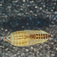 A photograph of a False-foxglove Sun Moth