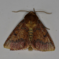 A photograph of a False-foxglove Sun Moth