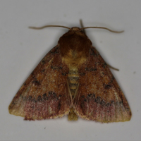 False-foxglove Sun Moth