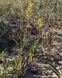 A photograph of Gillman’s Goldenrod