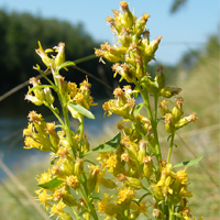 A photograph of Pale Showy Goldenrod