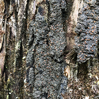 A photograph of White-rimmed Single Lichen