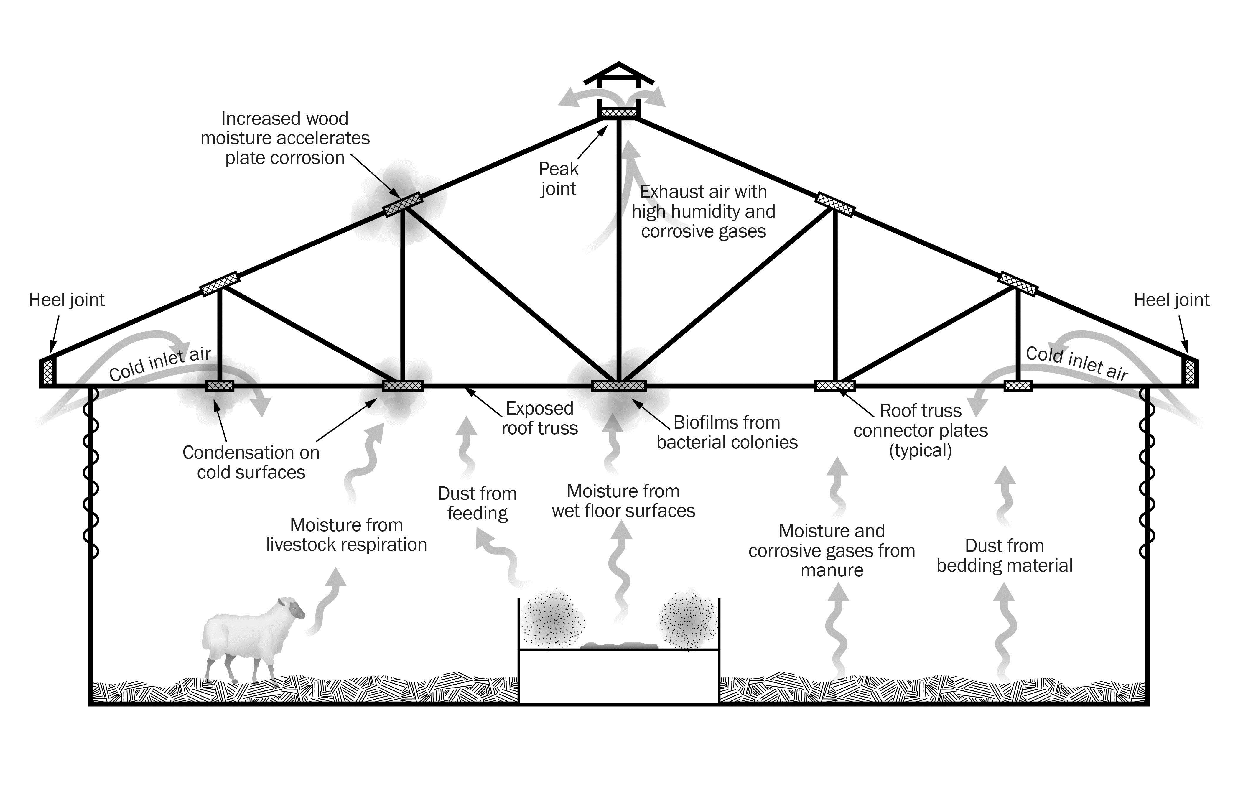 A cross section of an unheated sheep barn that has no ceiling, exposing the trusses to the indoor environment. The sketch shows some typical sources of moisture, corrosive gases and dust in a barn environment.