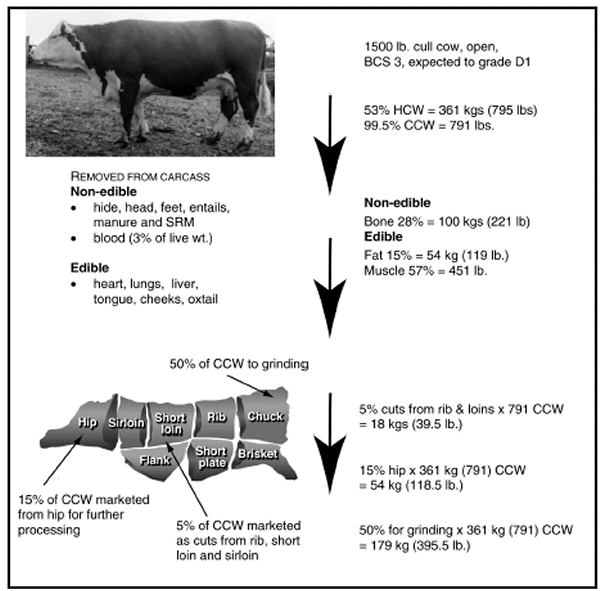 Products and estimated weights of products derived from an example cull cow.