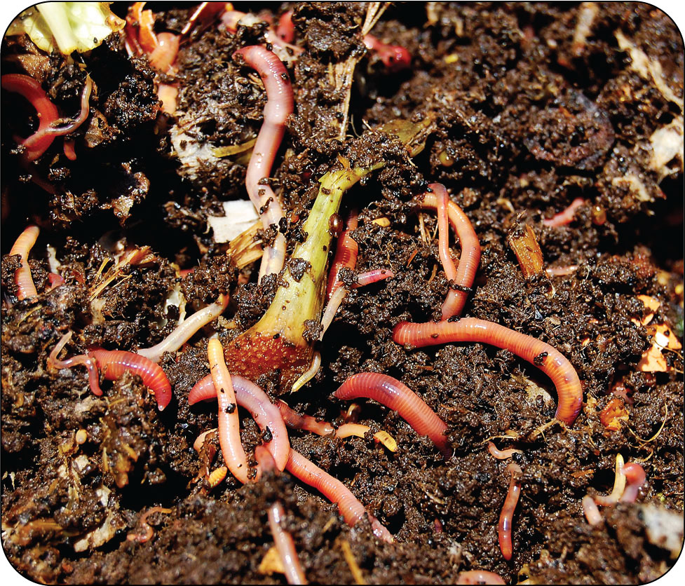 Close up photo of perhaps ten red wiggler worms eating kitchen peelings