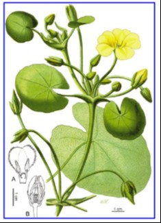Illustration of Yellow Floatingheart