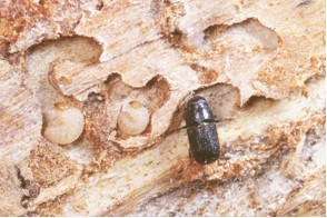 Mountain pin beetle larvae (left) and mature adult (right)
