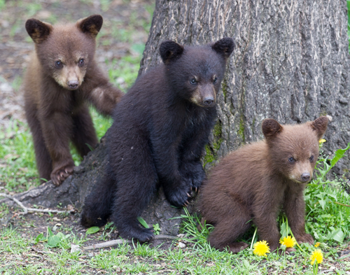 photo of three black bear cubs around a tree. Left and right cubs are a cinnamon brown colour and the middle cub is a dark black-brown colour