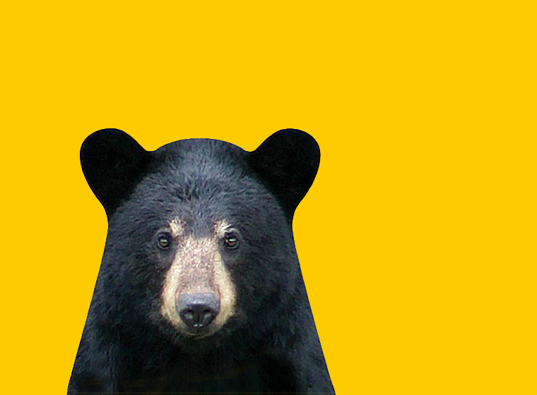 Why Do Some Black Bears Have Brown Fur?, Smart News