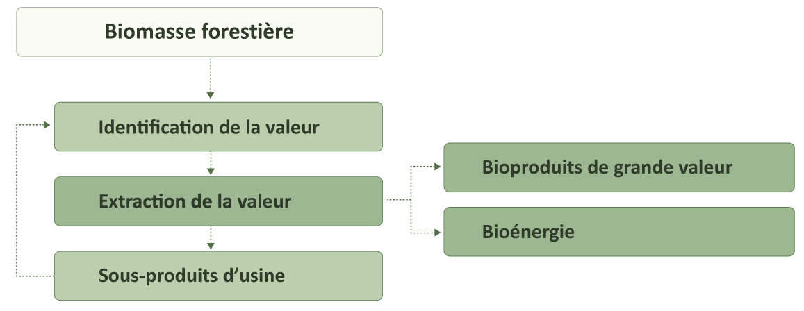 Cet organigramme montre l’extraction de produits à partir de la biomasse forestière. L’identification de la valeur se fait en premier, puis est suivie de l’extraction de la valeur vers des produits de grande valeur ou de la bioénergie. Ensuite, l’identification de la valeur pour les sous-produits d’usine suit le même processus.