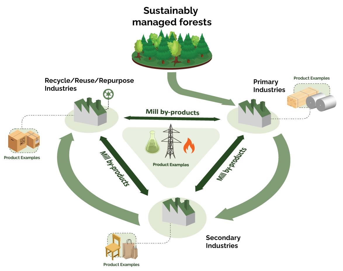 A flow chart illustrating the circular nature of the forest sector highlighting the integration and interconnectivity of forest biomass.