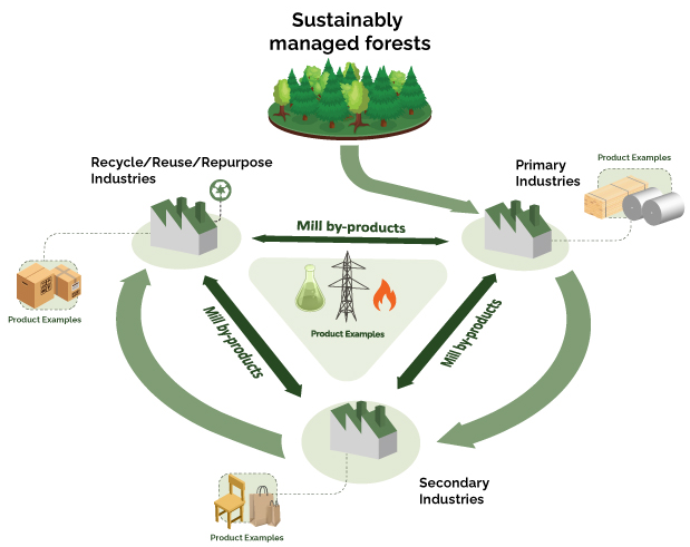 A flow chart illustrating the circular nature of the forest sector highlighting the integration and interconnectivity of forest biomass.
