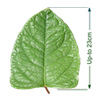 Bohemian Knotweed (Reynoutria bohemica) leaf with arrows showing it grows up to 23cm