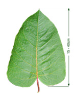 Giant Knotweed (Reynoutria sachalinensis) leaf with arrows showing it grows between 15 to 40cm