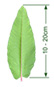 Himalayan Knotwood (Koenigia polystachya) leaf with arrows showing it grows 10 to 20cm long