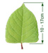 Japanese Knotwood (Reynoutria japonica) leaf with arrows showing it grows 10 to 17cm long