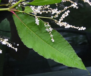 Himalayan knotweed (Koenigia polystachya) produces spreading, loosely-branched clusters of pinkish-white to pink-coloured self-fertilizing flowers (Photo: The Knotweed Killers 2018).