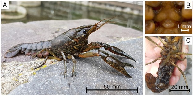 Pictures showing a general view of a specimen of marbled crayfish collected in the semi-natural ponds in Băile Felix, Oradea, Romania (A), a close up of the Annulus ventralis (B), and carried stage two juveniles (C). Photo by A. Togor (A, C), L. Pârvulescu (B). 