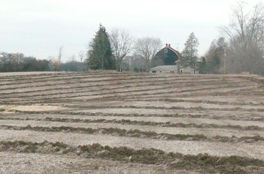 Field showing parallel rows of back-filled soil