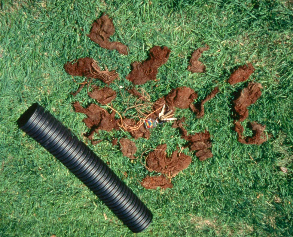 Section of black drainage pipe lying on the ground with handful-size chunks of roots and soil beside it that were removed from the pipe