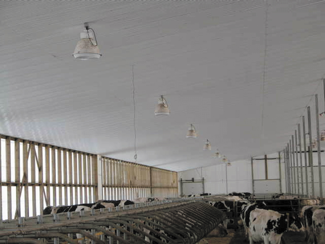 This image shows a free stall barn with consistent light from the open walls, and regularly spaced lights overhead
