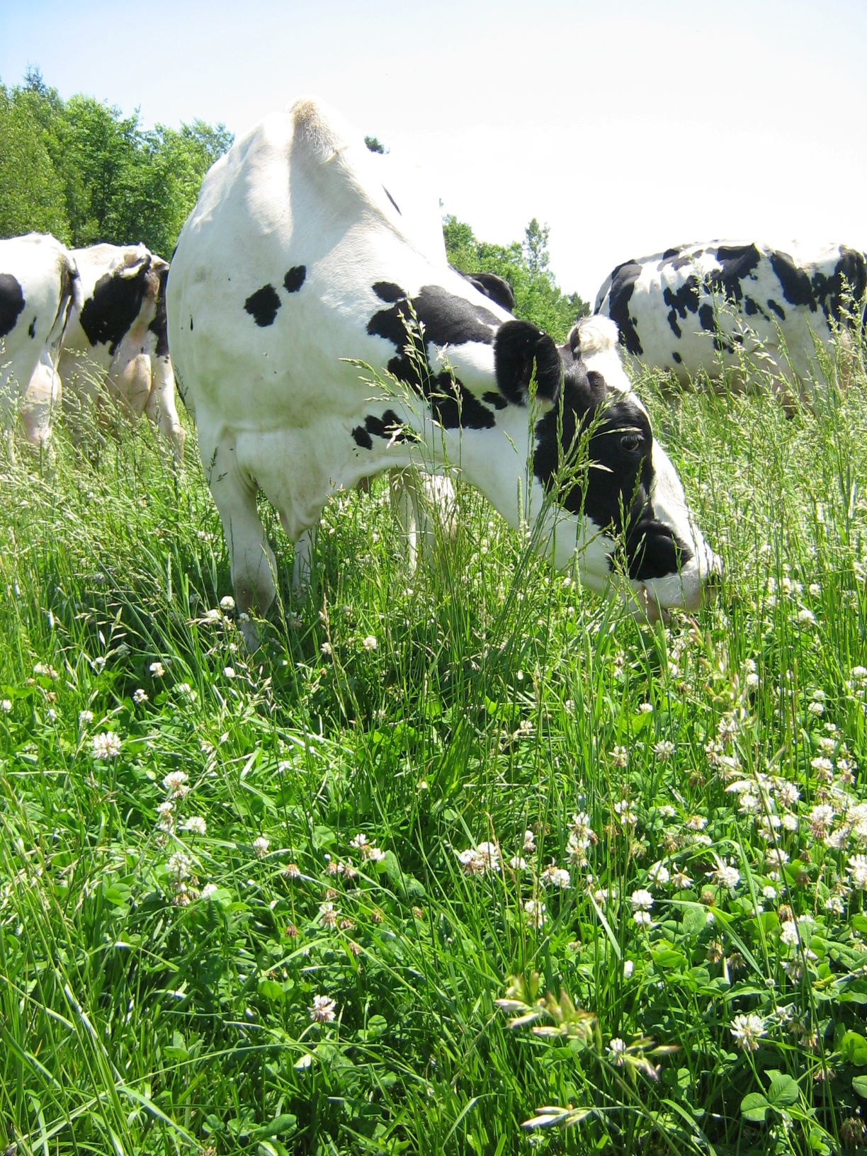 Holstein dairy cows grazing on lush pasture.