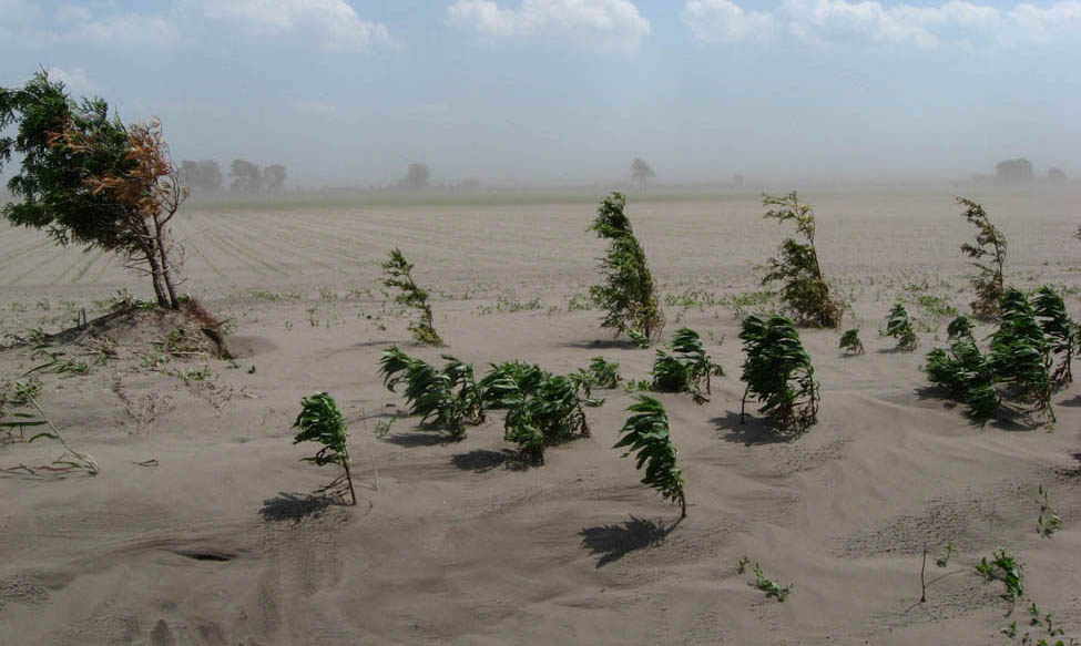 open field showing windblown soil and vegetation