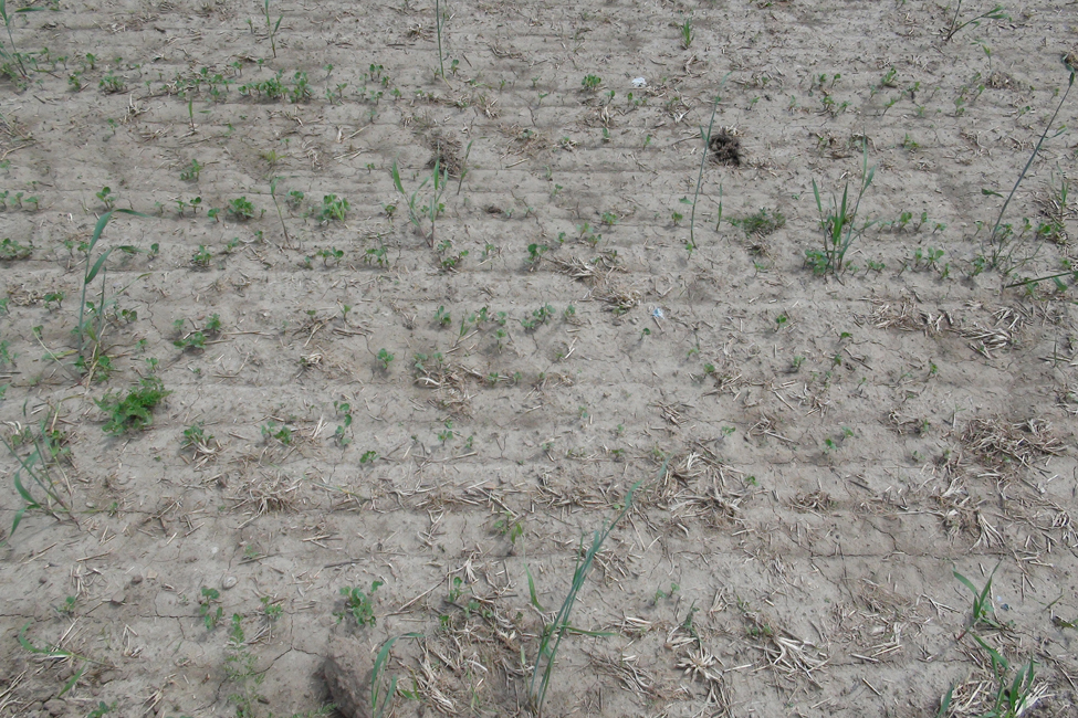 A windblown field showing severe crop conditions