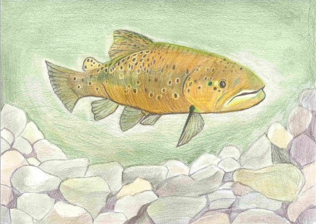 Colourful drawing of a brown trout swimming at the bottom of a lake with rocks underneath 