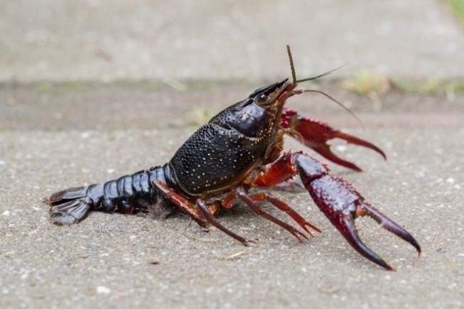 A red swamp crayfish on mud and rocks