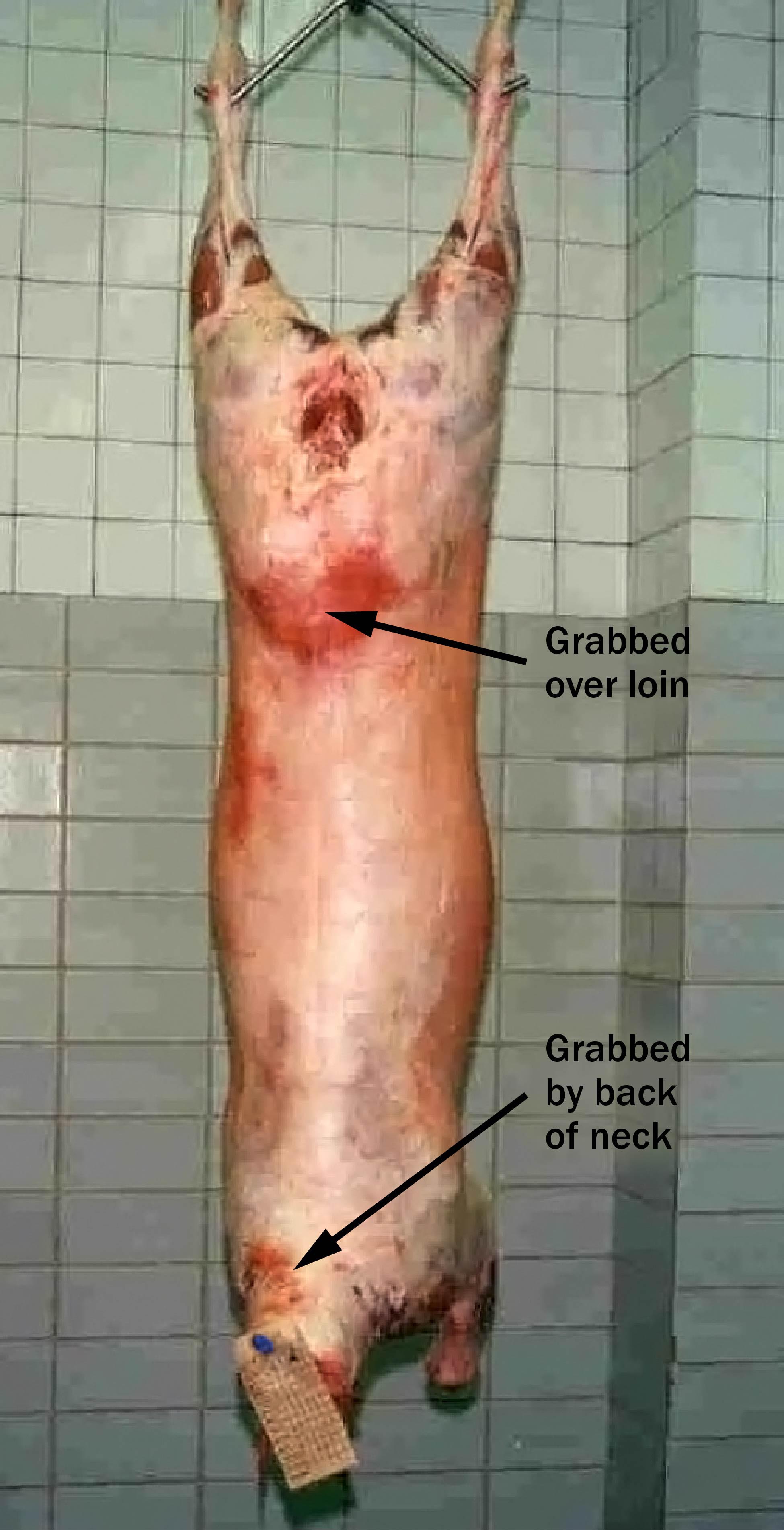 Lamb carcass hanging by its back feet without wool. Two large red-purple spots are shown. An area over the loin has an arrow pointing to it saying “grabbed over loin” and a bruised area at the neck has an arrow pointing to the bruise saying “grabbed by back of neck.”