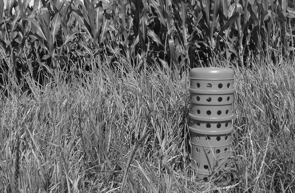 Photo d’un bassin récepteur (aussi appelé avaloir) dans un champ à côté d’une culture de maïs. Le bassin dépasse d’environ 1 m du sol.