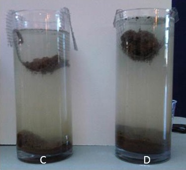 The figure compares soil aggregate stability from different production and tillage systems: C - Soybean-soybean-wheat, conventional tillage; D - Continuous soybean, conventional tillage