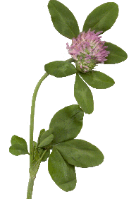 A picture of red clover.
