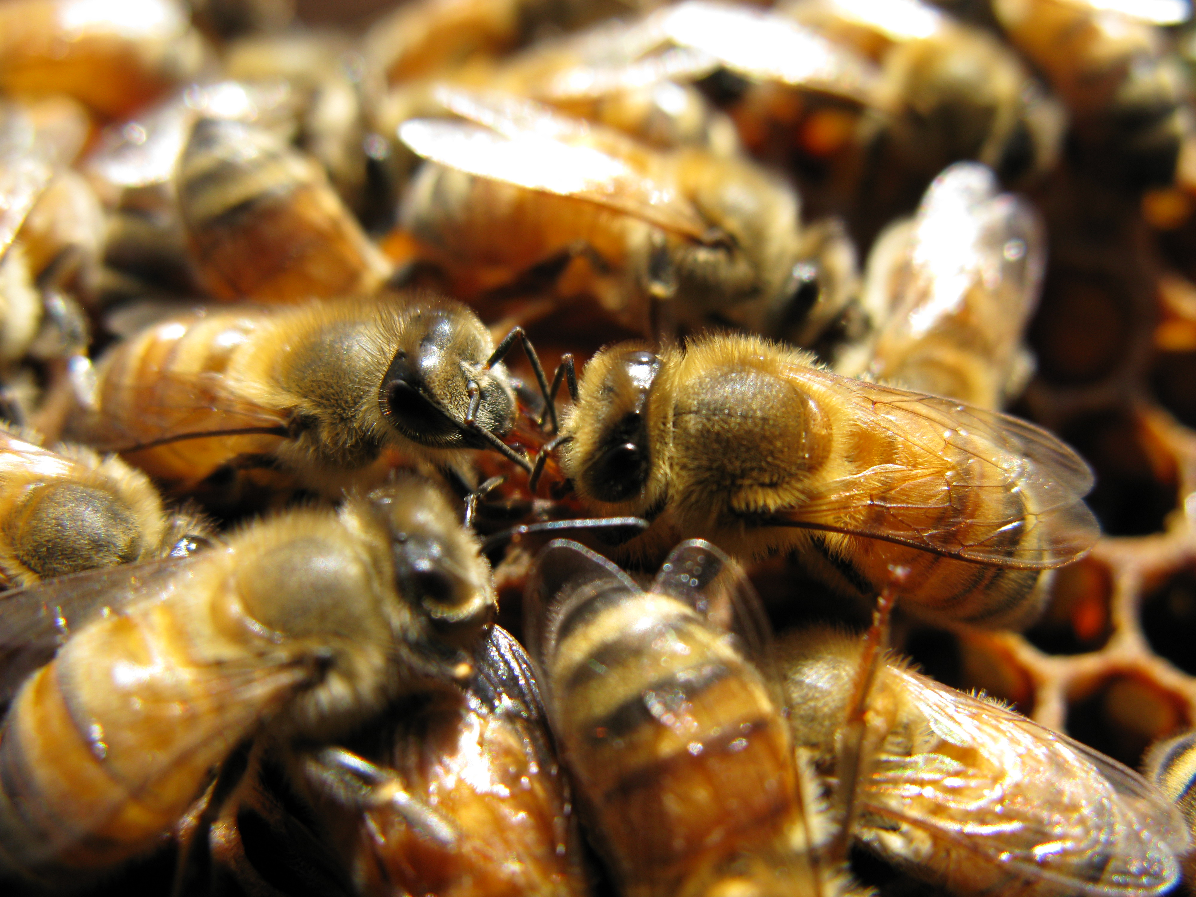 abeilles ouvrières