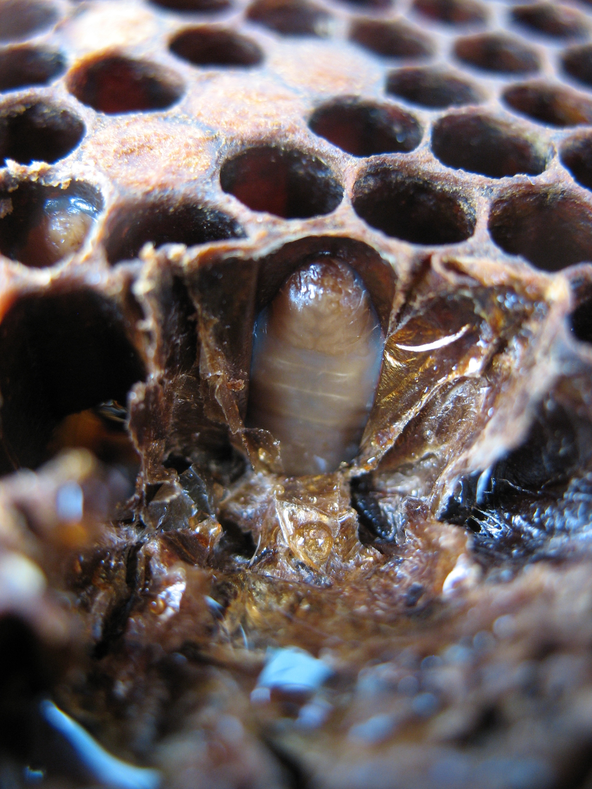 A dark, infected larva settled on the bottom of a brood cell