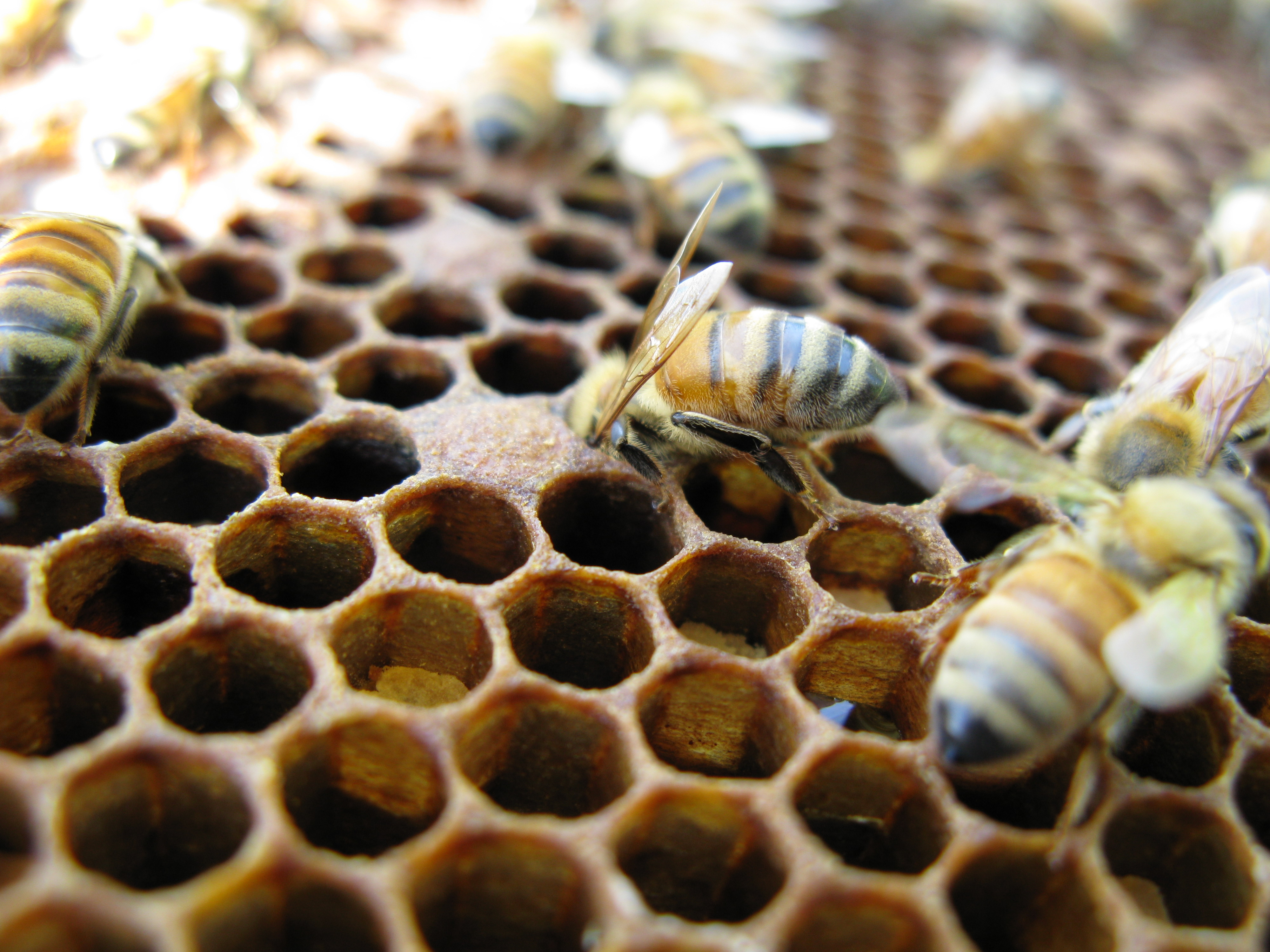 Abeilles ouvrières sur le peigne à cire