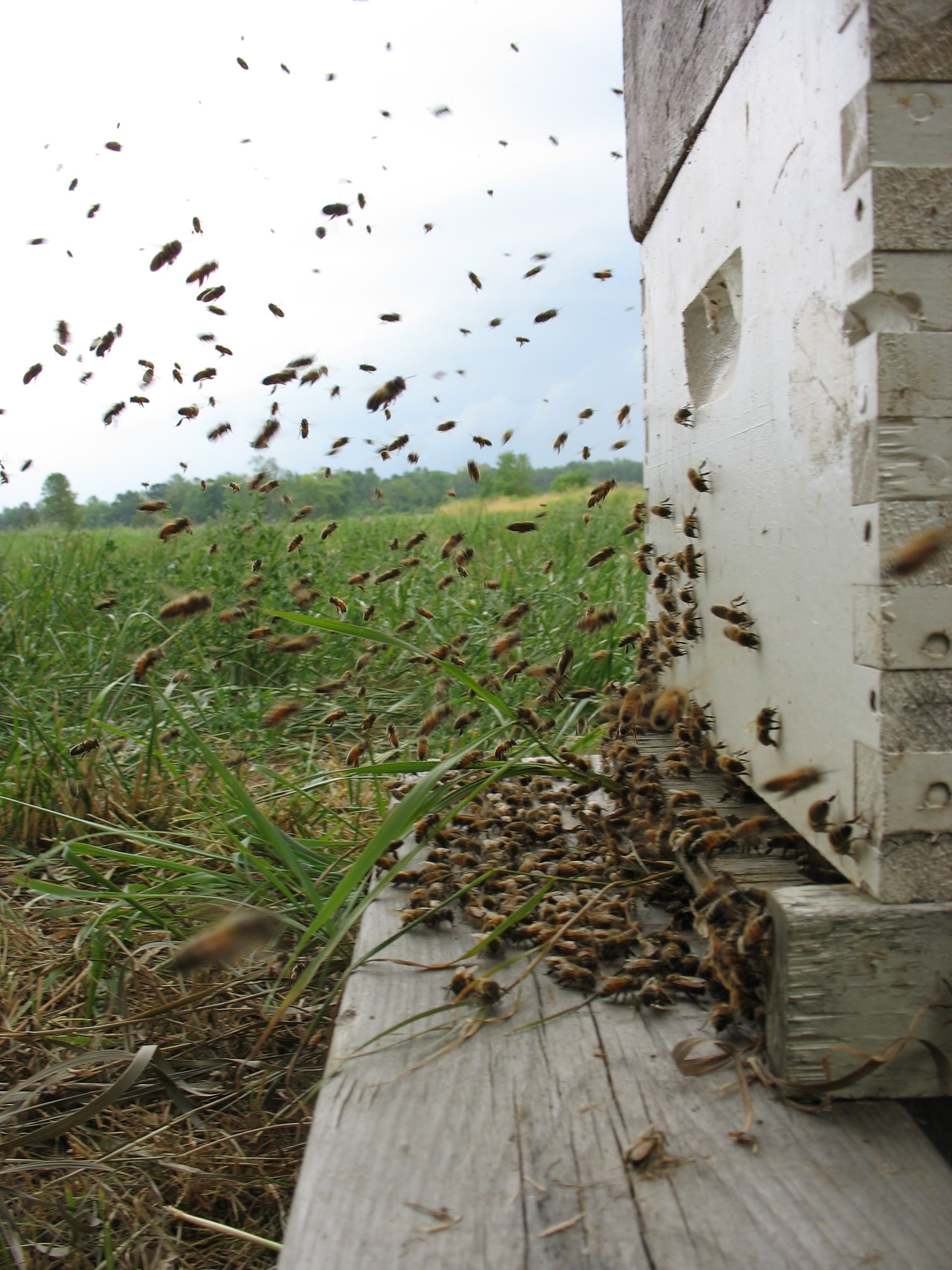 Cadre En Bois D'abeille Avec Abeilles Et Nid D'abeille, Cellules De Cire De  Miel, Nombreux Insectes