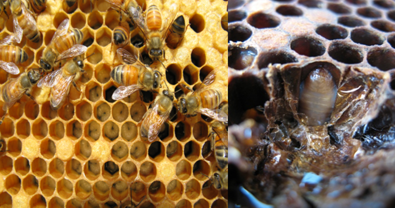 Healthy larvae in brood cells compared to a dark, infected larva settled on the bottom of a brood cell