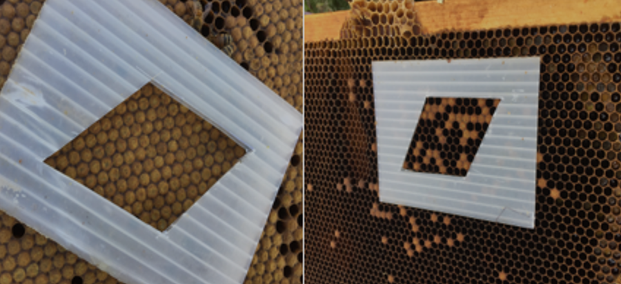 A solid brood pattern on a frame of honey bee brood versus a spotty brood pattern on a frame of honey bee brood. A white plastic stencil has been placed on the wax comb.