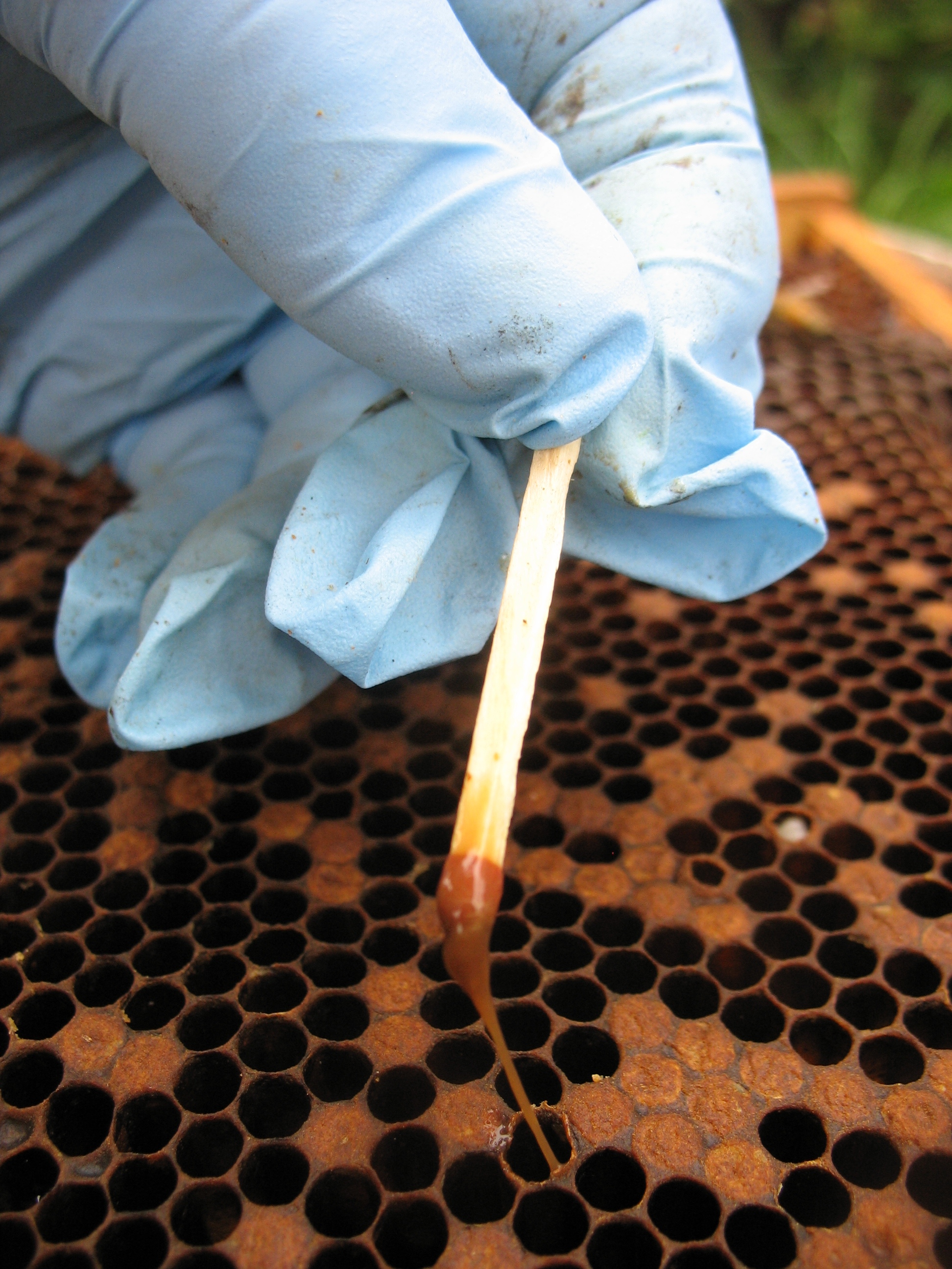 Essai diagnostique pour évaluer la viscosité des larves à l’aide d’une allumette