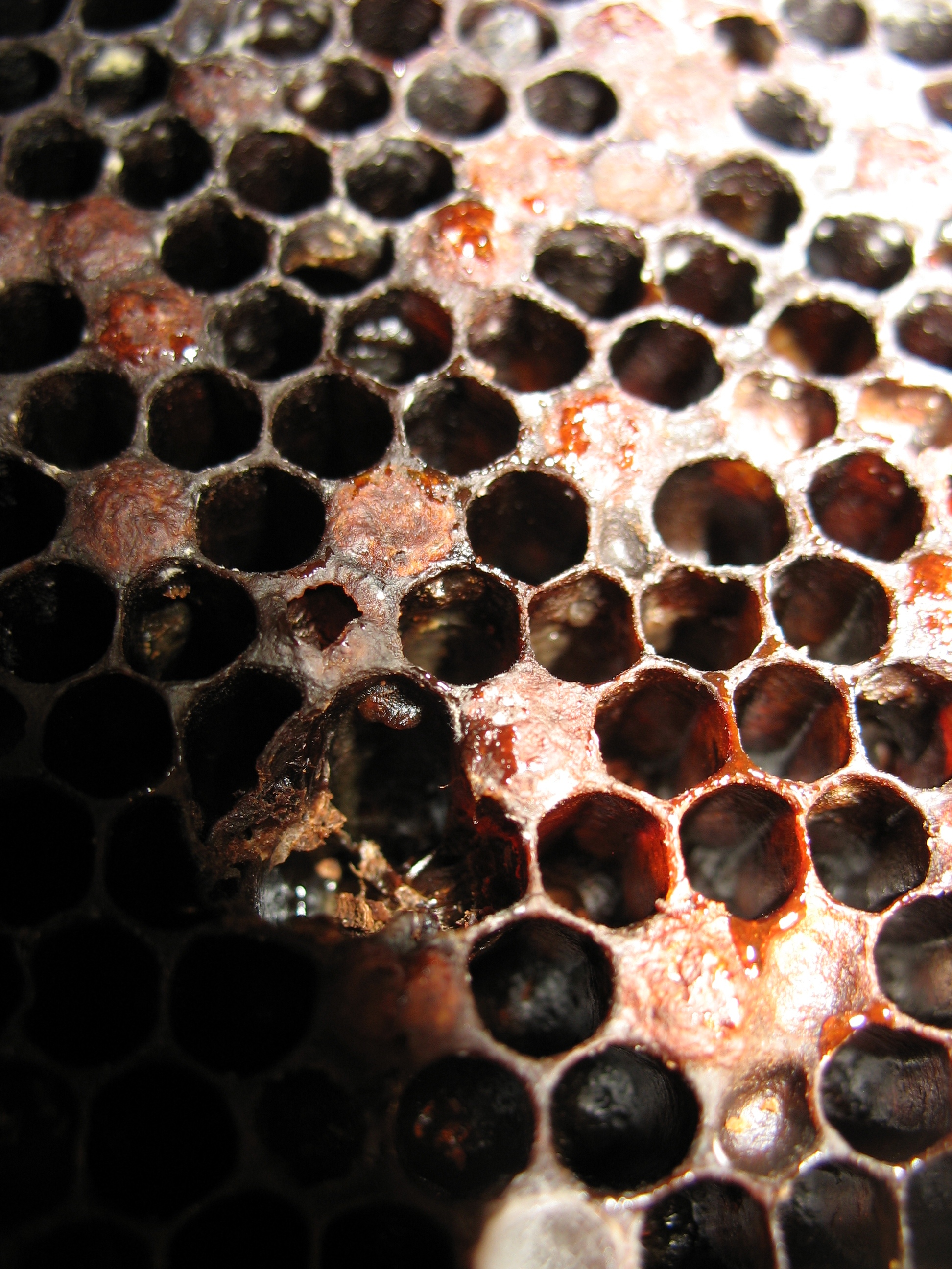 Gooey mass in the wax comb