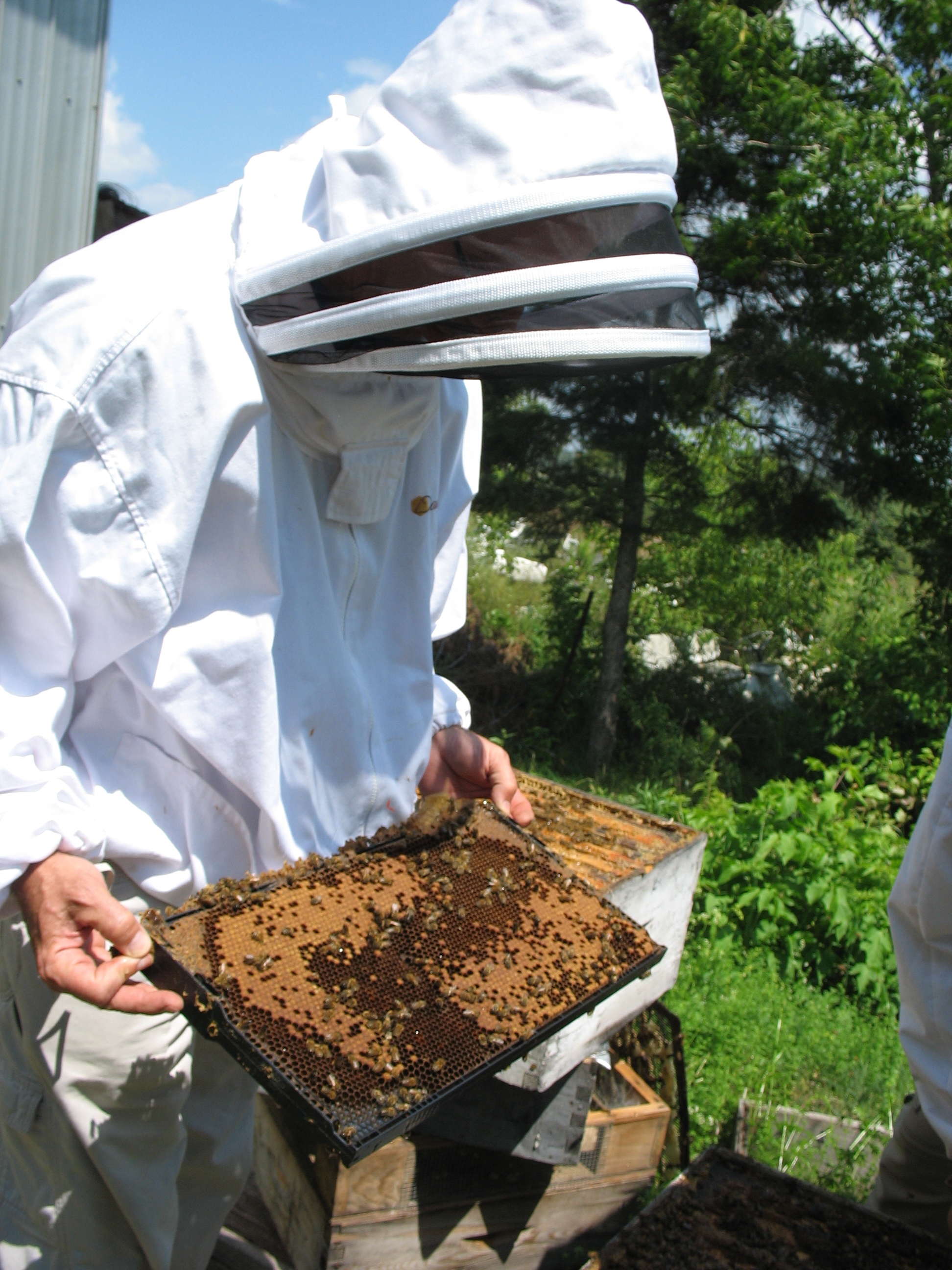 Visual inspection of a brood frame