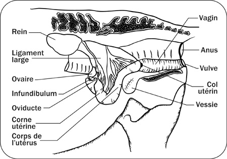 Croquis anatomique situant l'appareil reproducteur de la jument (vue sagittale).