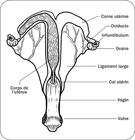 Croquis des principaux éléments du tractus génital (vue dorsale)